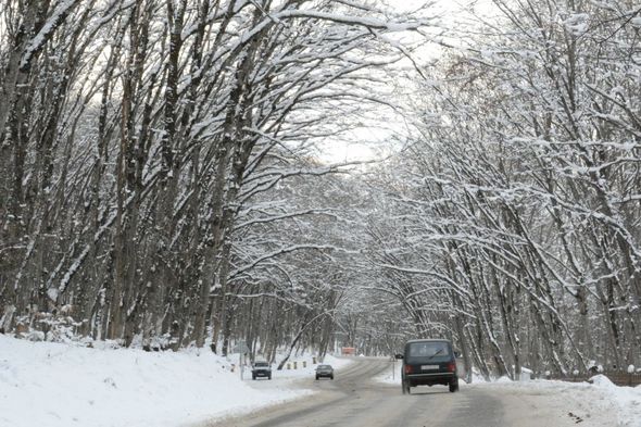 Qarlı Qəçrəş meşəsindən FOTOREPORTAJ