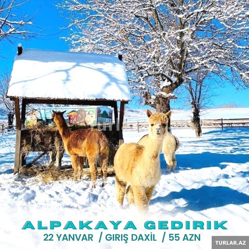 Şamaxı Alpaka ferması – Abqora turu