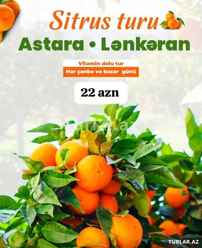 Ленкорань Астара Цитрусовый тур Ленкорань Астара Цитрусовый тур