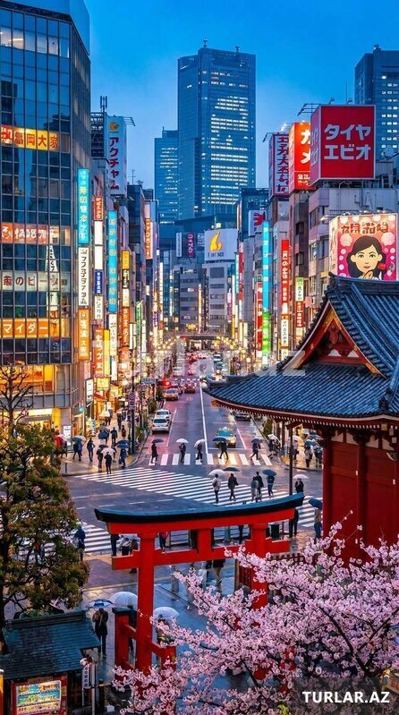 Tokyo sakura turu Tokyo sakura turu