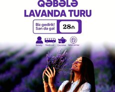 Qəbələ Lavanda turu