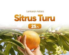 Lənkəran Astara Sitrus turu