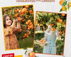 Lənkəran Astara Sitrus Çay Plantasiyası, turu