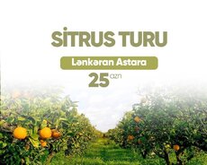 Lənkəran Astara Sitrus turu (1günlük)