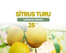 Lənkəran Astara Sitrus turu