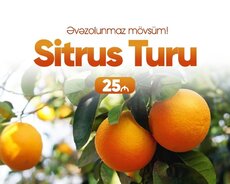 Lənkəran Astara Sitrus turu