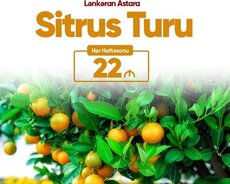Lənkəran Astara sitrus turu