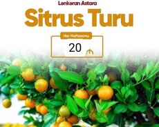 Lənkəran Astara sitrus turu