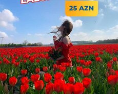 Şamaxı İsmayıllı Lalələr turu