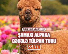 Şamaxı Alpaca - Qəbələ tülpan turu
