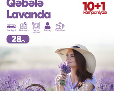 Qəbələ Lavanda turu