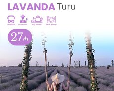 Qəbələ Lavanda turu