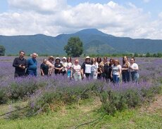 Qəbələ lavanda turu