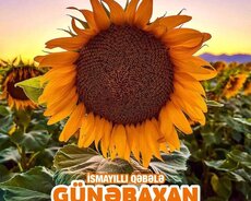 1 günlük İsmayıllı Günəbaxan turu