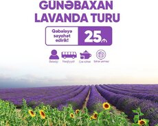 Qəbələ lavanda günəbaxan turu