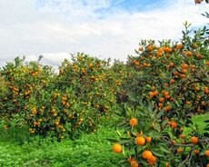 Астара Ленкорань тур
