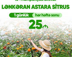 Lənkəran Astara S itrus turu