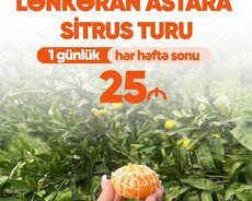 Lənkəran Astara Sitrus Turu 2 dəfə qidalanma daxil