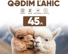 Şamaxı Alpaka İsmayıllı Lahıc lalələr turu