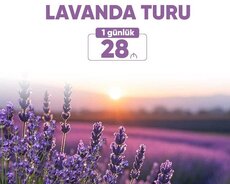 1 günlük Qəbələ lavanda turu