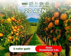 Lənkəran Astara Sitrus turu