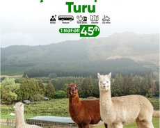 Şamaxı Alpaca - İsmayıllı Lalələr turu