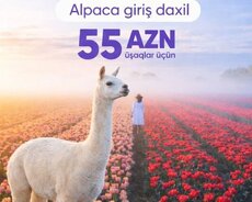 Şamaxı Alpaca - Qəbələ Tülpan