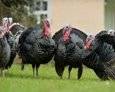 Biləsuvar Hind Quşu turu