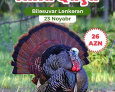 Biləsuvar rayonu hind quşu festivalı