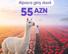 Şamaxı İsmayıllı turu