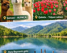 Şamaxı Alpaca – Qəbələ Tülpan