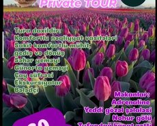 Qəbələ, Tulpan, Adrenalin