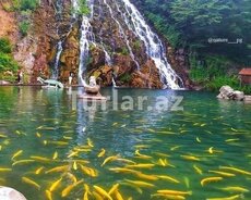 Şəki Yaylası Oğuz Xal-xal Turu 25.04