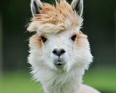 Şamaxı Alpaca – Qəbələ Tülpan