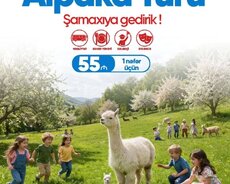 Şamaxı İsmayıllı Alpaka Turu
