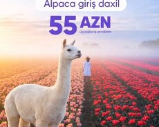 Şamaxı Alpaca – Qəbələ Tülpan