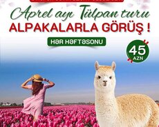 Şamaxı Alpaca – Qəbələ Tülpan Turu