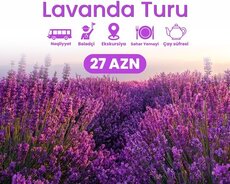 İsmayıllı Qəbələ Lavanda turu