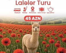 Şamaxı Alpaka Lalələr Turu