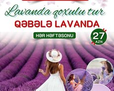 Qəbələ Lavanda turu