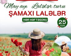 Şamaxı İsmayıllı Lalələr Turu