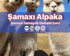 Şamaxı Alpaca – Qəbələ Lavanda turu