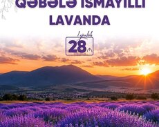 Yayın ən Möhtəşəm İsmayıllı Qəbələ Lavanda turu