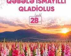 İsmayıllı Qəbələ Qladiolus Turu
