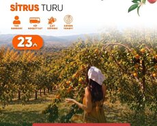 Lənkəran Astara Sitrus Turu