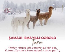 İsmayıllı Şamaxı Safari park turu