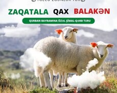 Balakən Zaqatala Qax Turu