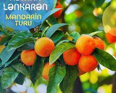 Mandarin turu