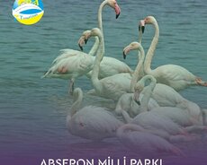 Abşeron Milli Parkı Şah Dili Turu