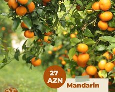Mandarin turu